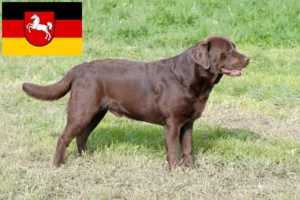 Přečtete si více ze článku Chovatelé labradorů a štěňat v Dolním Sasku