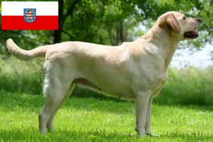 Přečtete si více ze článku Chovatelé labradorů a štěňat v Durynsku