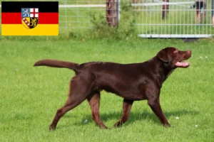 Přečtete si více ze článku Chovatelé labradorů a štěňat v Sársku