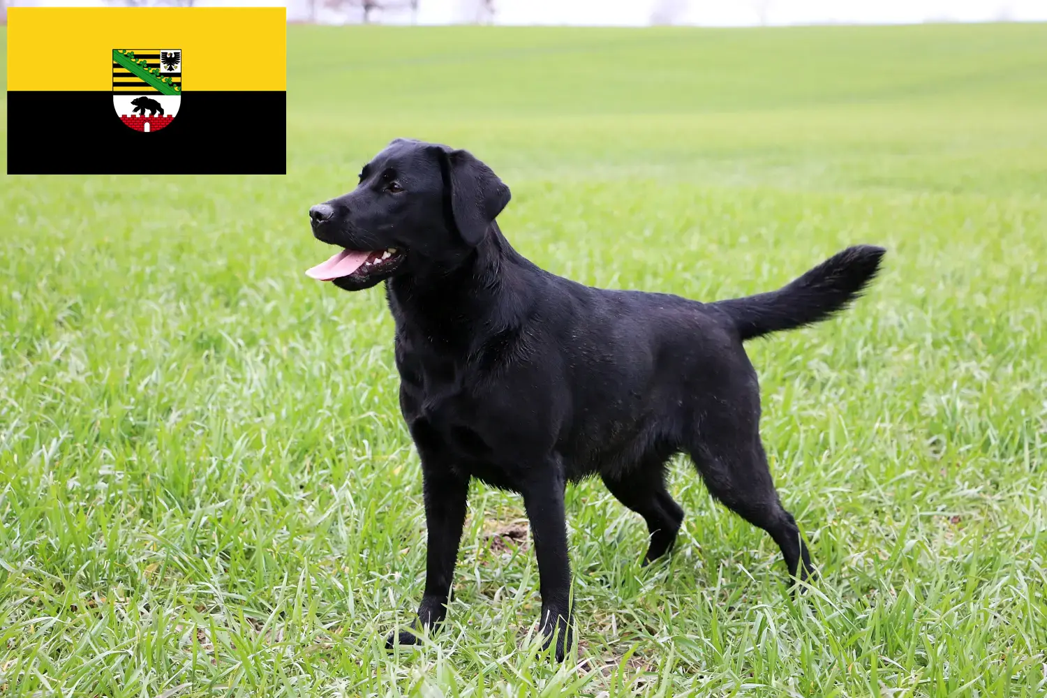 Přečtete si více ze článku Chovatelé labradorů a štěňat v Sasku-Anhaltsku