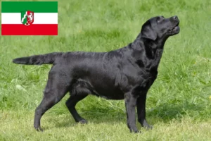 Přečtete si více ze článku Chovatelé labradorů a štěňat v Severním Porýní-Vestfálsku