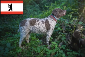 Přečtete si více ze článku Chovatelé a štěňata Lagotto Romagnolo v Berlíně