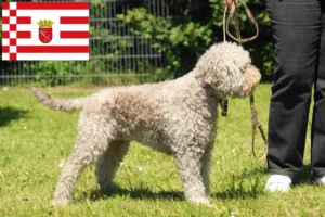 Přečtete si více ze článku Chovatelé a štěňata Lagotto Romagnolo v Brémách