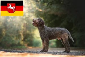 Přečtete si více ze článku Chovatelé a štěňata Lagotto Romagnolo v Dolním Sasku