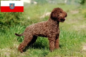 Přečtete si více ze článku Chovatelé a štěňata Lagotto Romagnolo v Durynsku