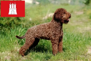 Přečtete si více ze článku Chovatelé a štěňata Lagotto Romagnolo v Hamburku