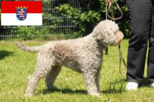 Přečtete si více ze článku Chovatelé a štěňata Lagotto Romagnolo v Hesensku