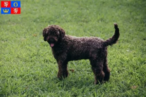 Přečtete si více ze článku Chovatelé a štěňata Lagotto Romagnolo v Hradci Králové