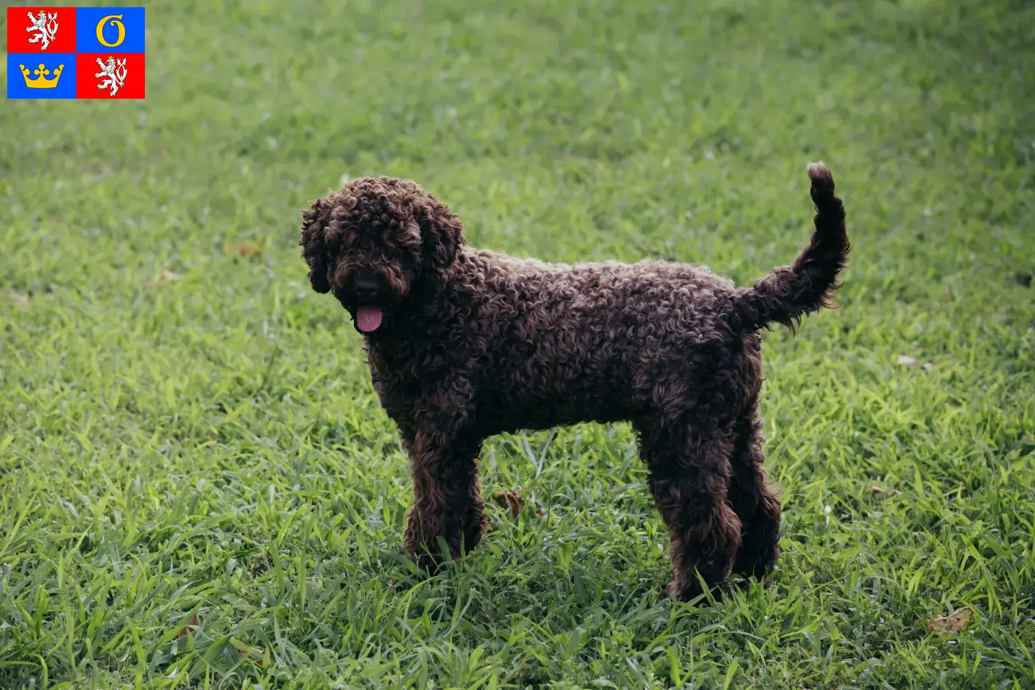 Přečtete si více ze článku Chovatelé a štěňata Lagotto Romagnolo v Hradci Králové