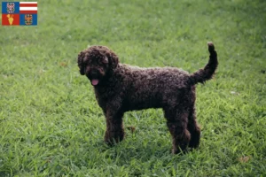 Přečtete si více ze článku Chovatelé a štěňata Lagotto Romagnolo na jižní Moravě