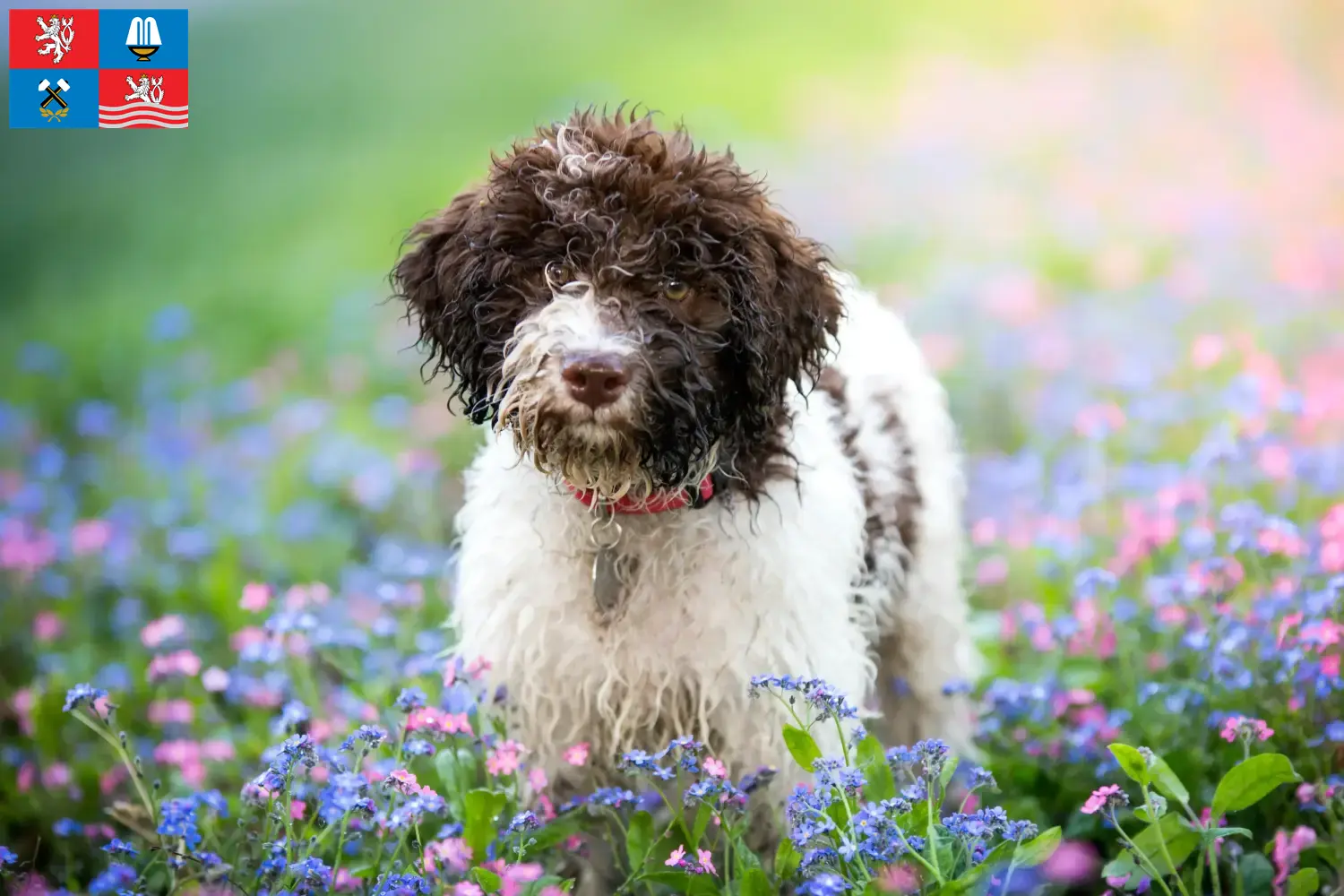 Přečtete si více ze článku Chovatelé a štěňata Lagotto Romagnolo v Karlových Varech