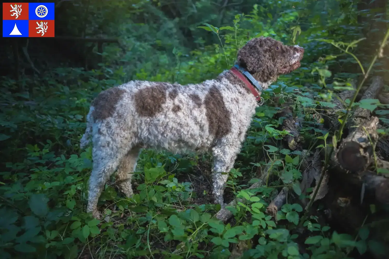 Přečtete si více ze článku Chovatelé a štěňata Lagotto Romagnolo v Liberci