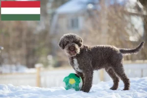 Přečtete si více ze článku Chovatelé a štěňata Lagotto Romagnolo v Maďarsku