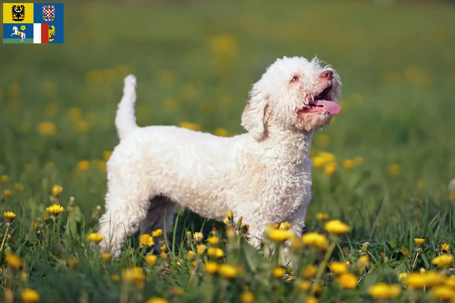 Přečtete si více ze článku Chovatelé a štěňata Lagotto Romagnolo v Moravskoslezském kraji