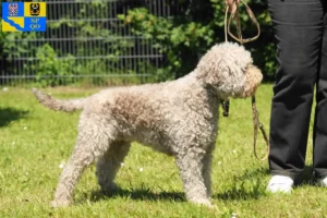 Přečtete si více ze článku Chovatelé a štěňata Lagotto Romagnolo v Olomouci