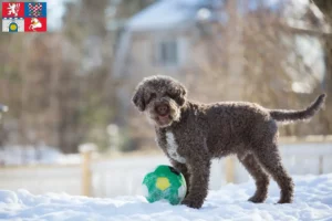 Přečtete si více ze článku Chovatelé a štěňata Lagotto Romagnolo v Pardubicích