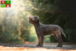 Přečtete si více ze článku Chovatelé a štěňata Lagotto Romagnolo v Plzni