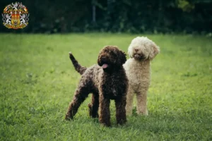 Přečtete si více ze článku Chovatelé a štěňata Lagotto Romagnolo v Praze