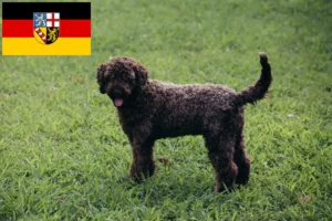 Přečtete si více ze článku Chovatelé a štěňata Lagotto Romagnolo v Sársku