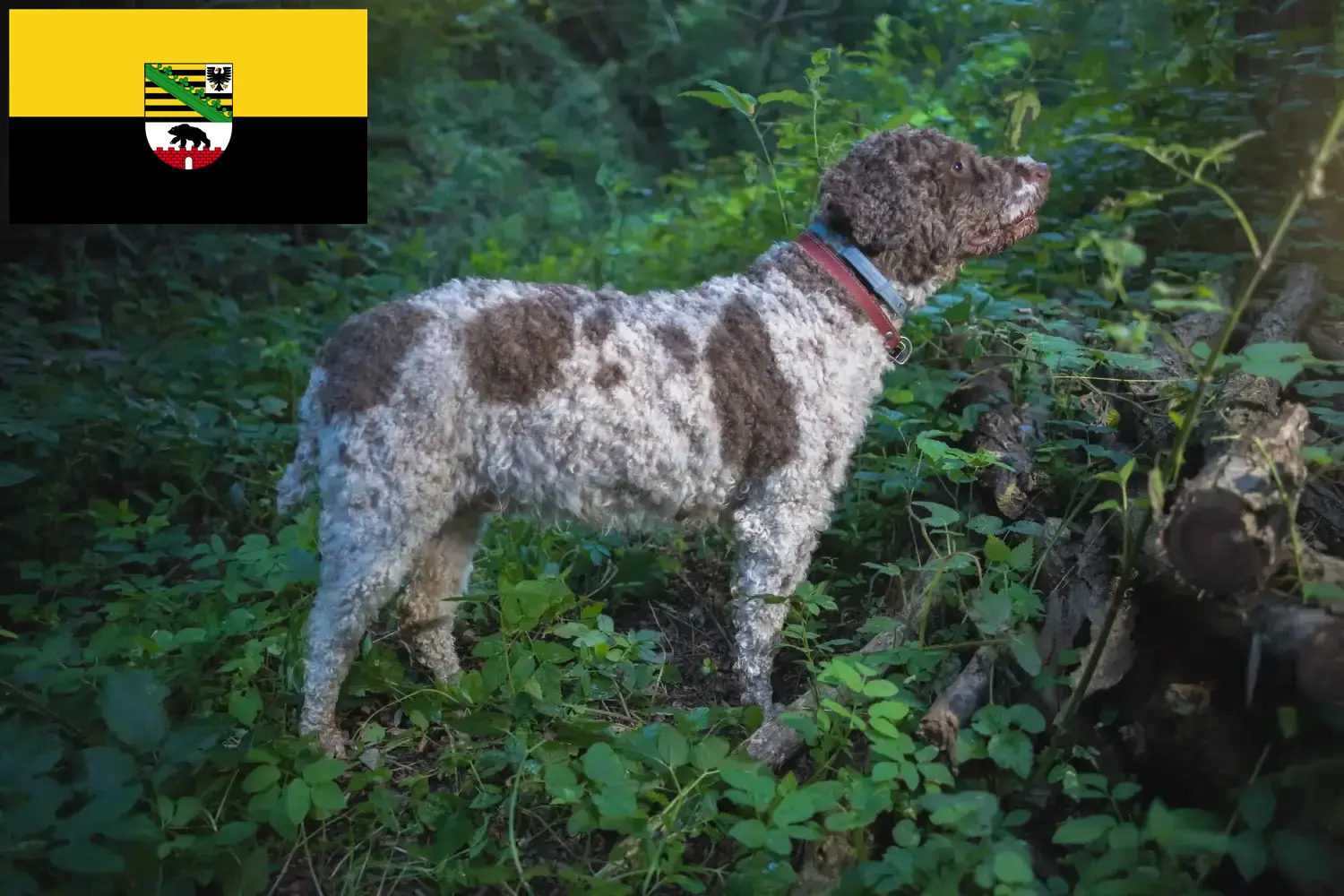 Přečtete si více ze článku Chovatelé a štěňata Lagotto Romagnolo v Sasku-Anhaltsku