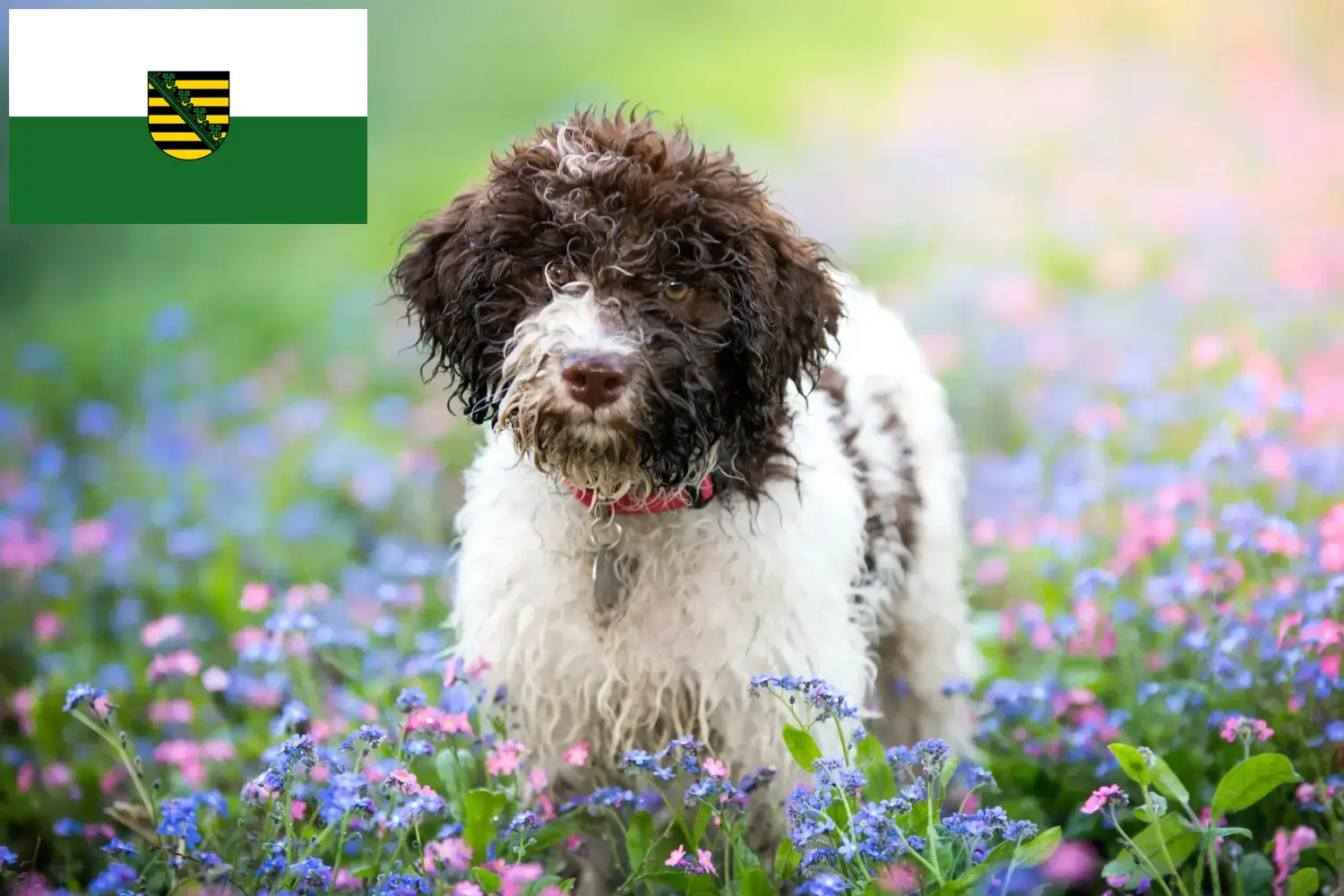 Přečtete si více ze článku Chovatelé a štěňata Lagotto Romagnolo v Sasku