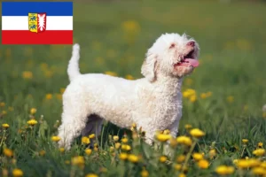 Přečtete si více ze článku Chovatelé a štěňata Lagotto Romagnolo ve Šlesvicku-Holštýnsku