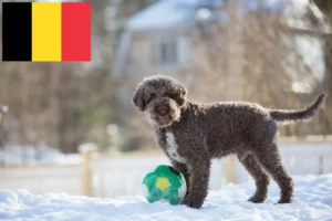 Přečtete si více ze článku Chovatelé a štěňata Lagotto Romagnolo v Belgii