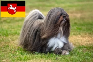 Přečtete si více ze článku Chovatelé a štěňata Lhasa Apso v Dolním Sasku