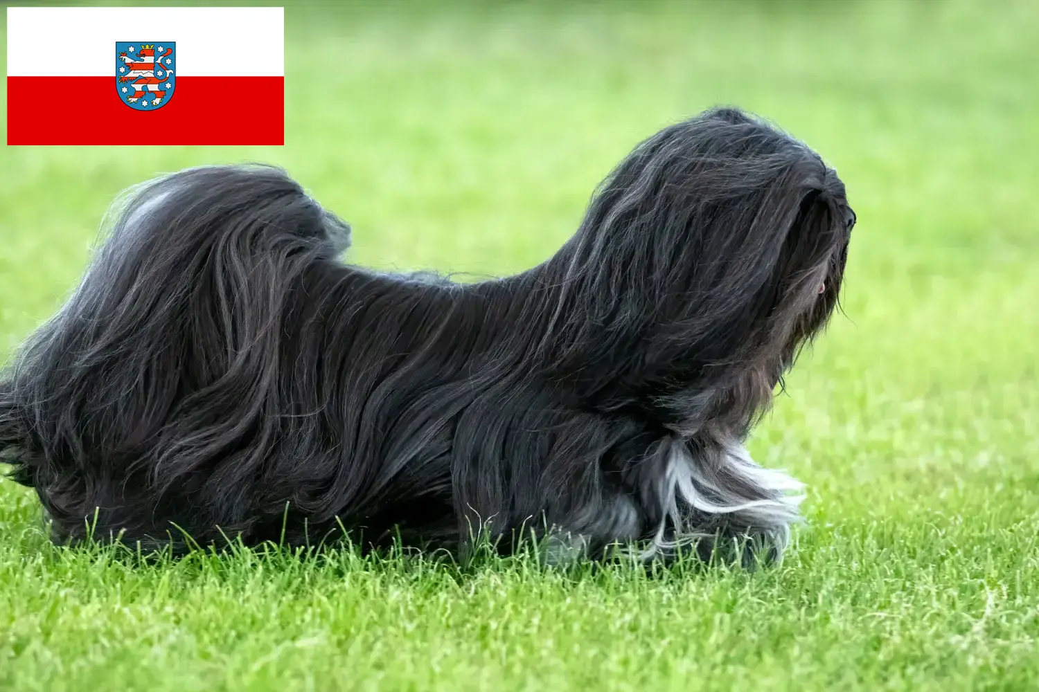 Přečtete si více ze článku Chovatelé a štěňata Lhasa Apso v Durynsku