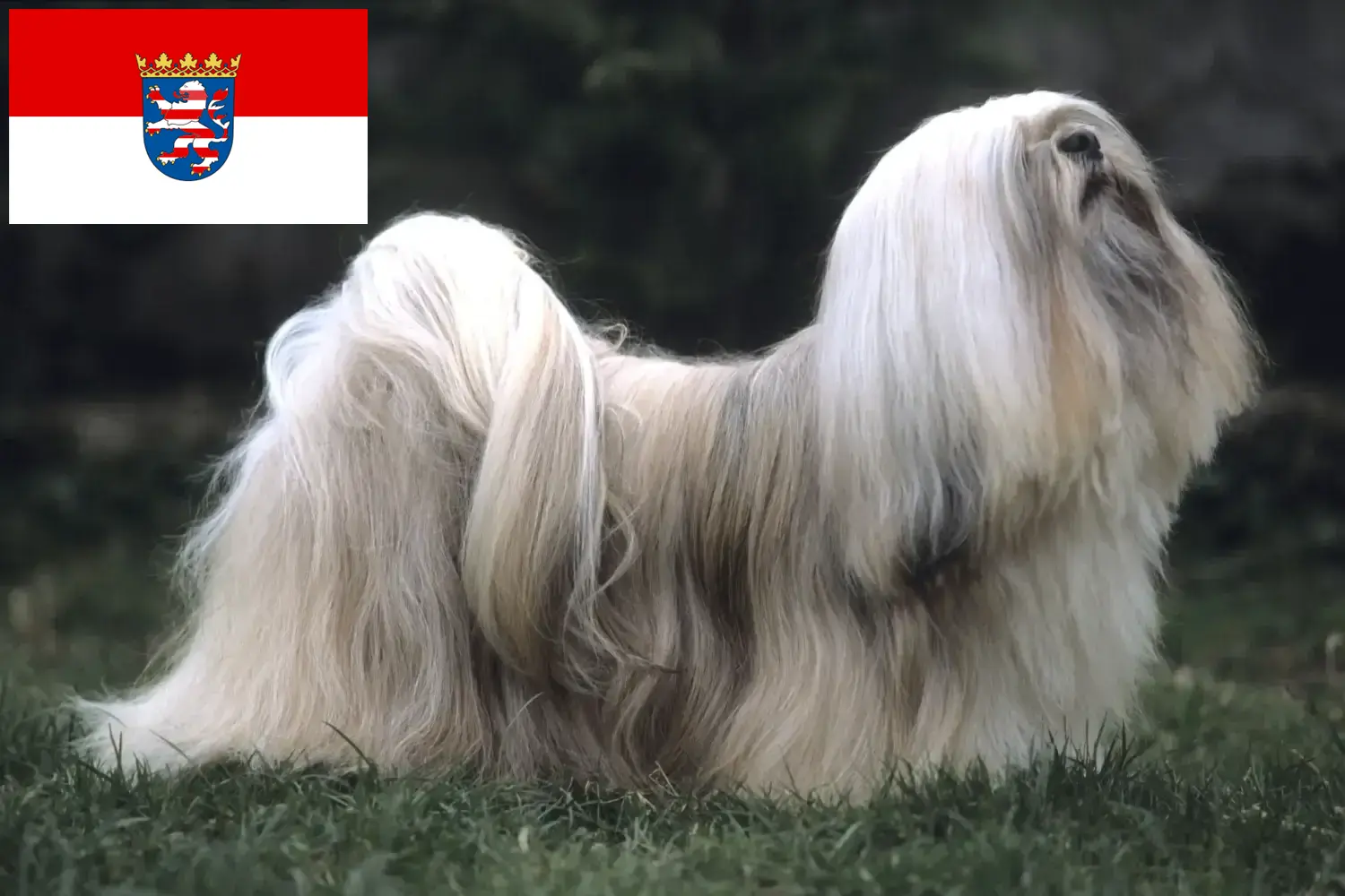 Přečtete si více ze článku Chovatelé a štěňata Lhasa Apso v Hesensku