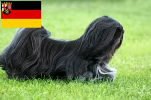 Přečtete si více ze článku Chovatelé a štěňata Lhasa Apso v Porýní-Falci