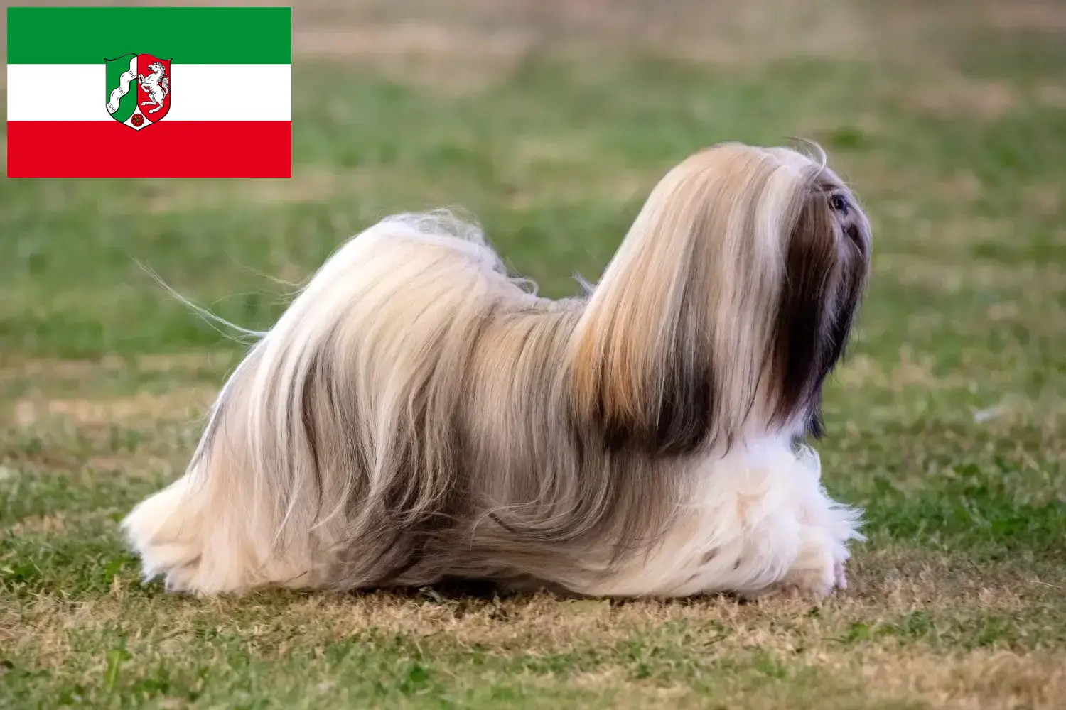 Přečtete si více ze článku Chovatelé a štěňata Lhasa Apso v Severním Porýní-Vestfálsku