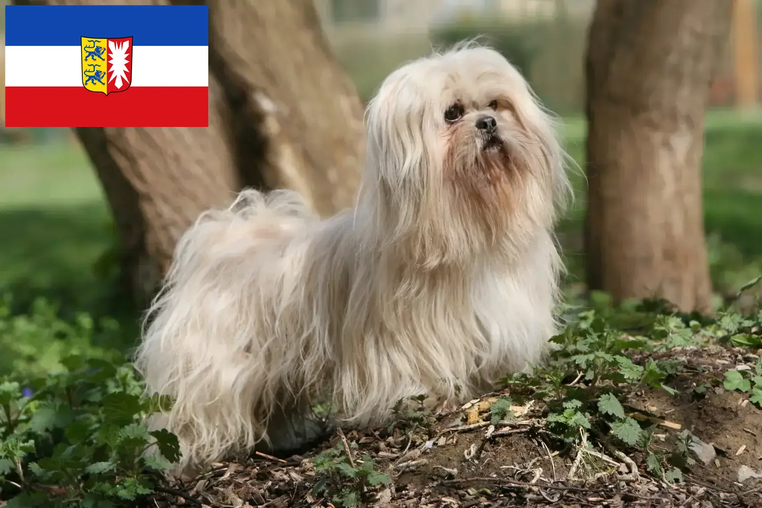 Přečtete si více ze článku Chovatelé a štěňata Lhasa Apso ve Šlesvicku-Holštýnsku