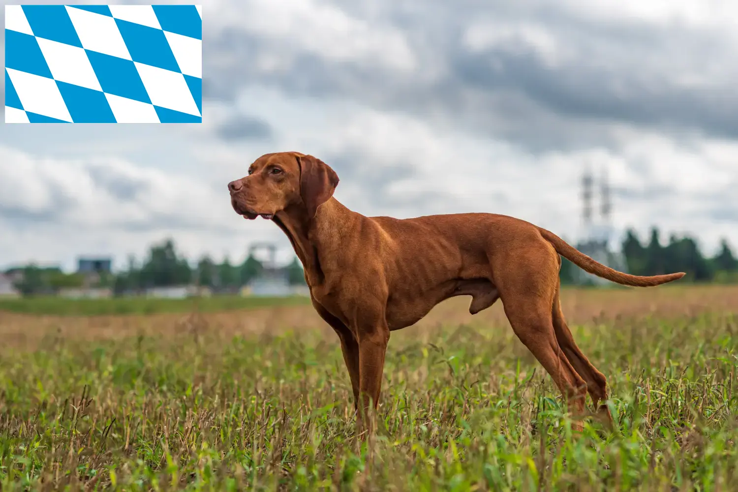 Přečtete si více ze článku Chovatelé magyar vizsla a štěňata v Bavorsku