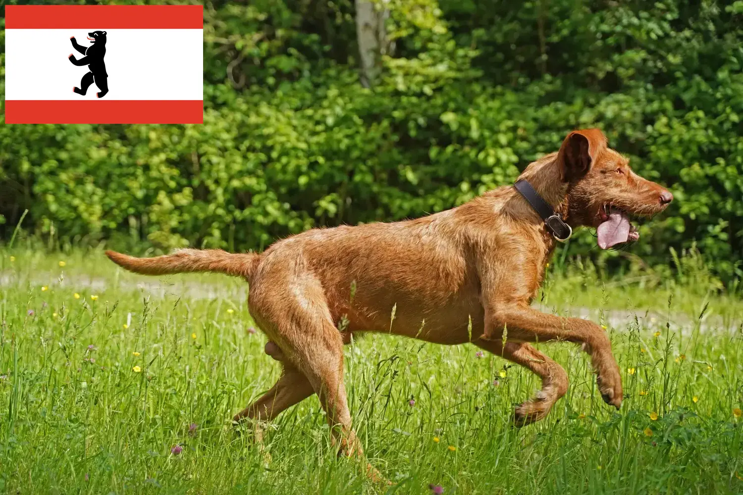 Přečtete si více ze článku Chovatelé magyar vizsla a štěňata v Berlíně