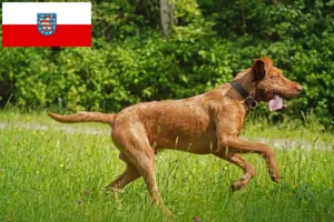 Přečtete si více ze článku Chovatelé magyar vizsla a štěňata v Durynsku