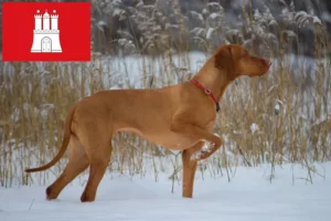 Přečtete si více ze článku Chovatelé magyar vizsla a štěňata v Hamburku