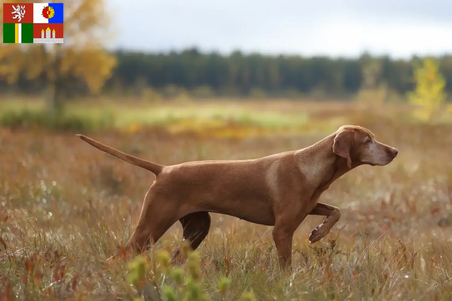 Přečtete si více ze článku Chovatelé magyar vizsla a štěňata v jižních Čechách