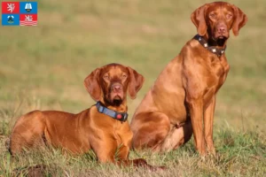 Přečtete si více ze článku Chovatelé magyar vizsla a štěňata v Karlových Varech