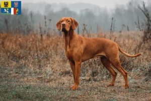 Přečtete si více ze článku Chovatelé magyar vizsla a štěňata v Moravskoslezském kraji