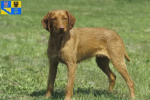 Přečtete si více ze článku Chovatelé magyar vizsla a štěňata v Olomouci