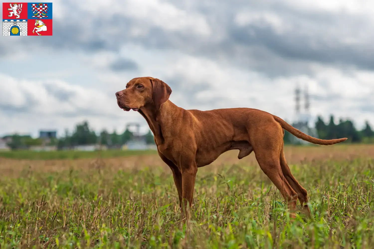 Přečtete si více ze článku Chovatelé magyar vizsla a štěňata v Pardubicích