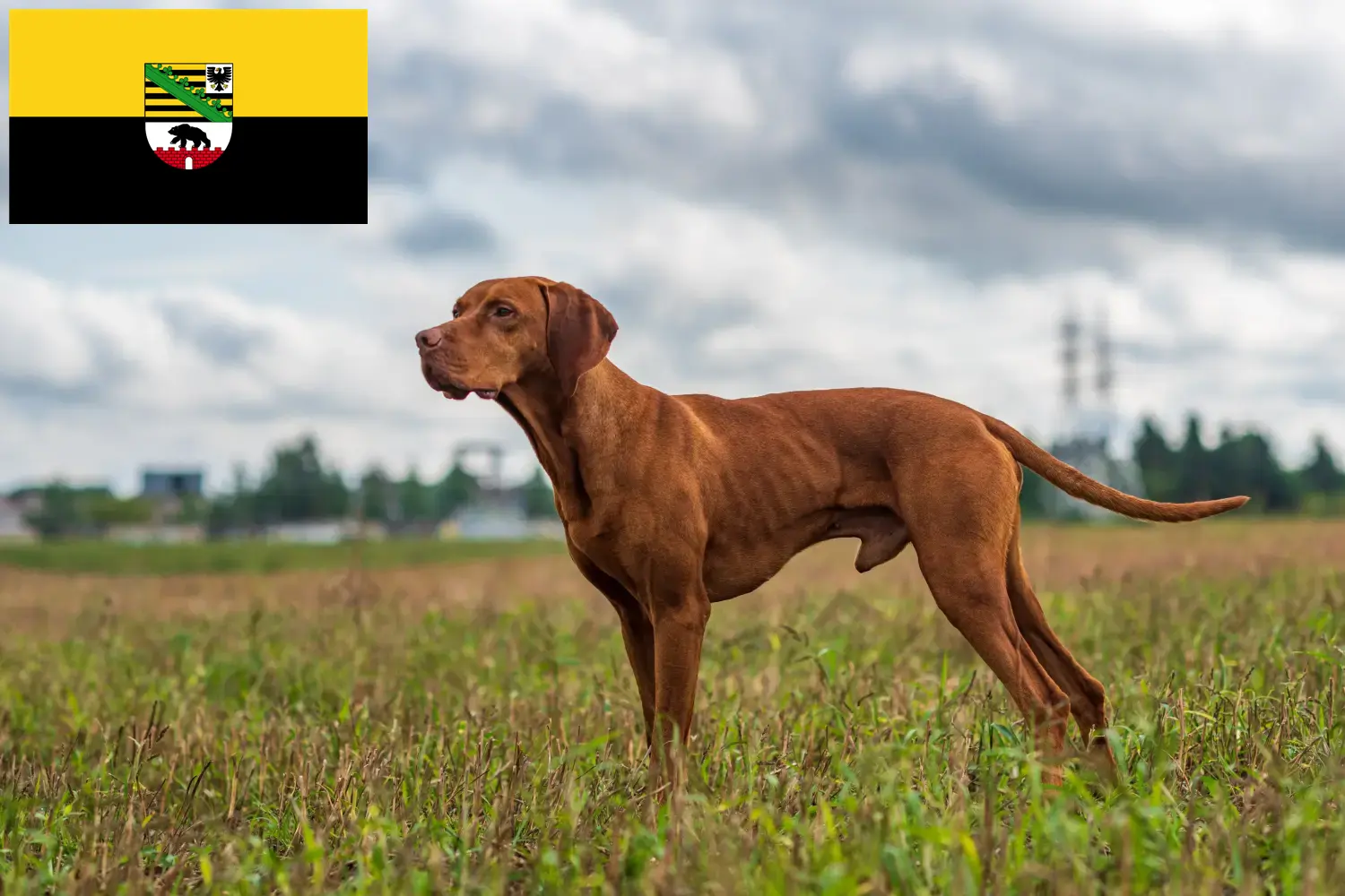 Přečtete si více ze článku Chovatelé magyar vizsla a štěňata v Sasku-Anhaltsku