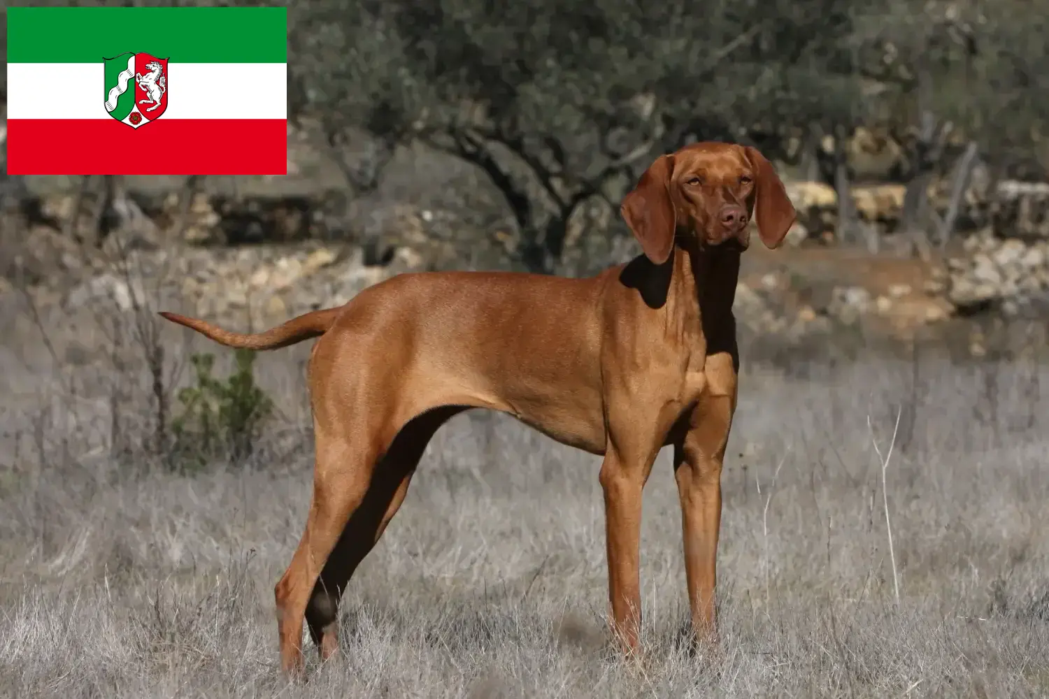 Přečtete si více ze článku Chovatelé magyar vizsla a štěňata v Severním Porýní-Vestfálsku