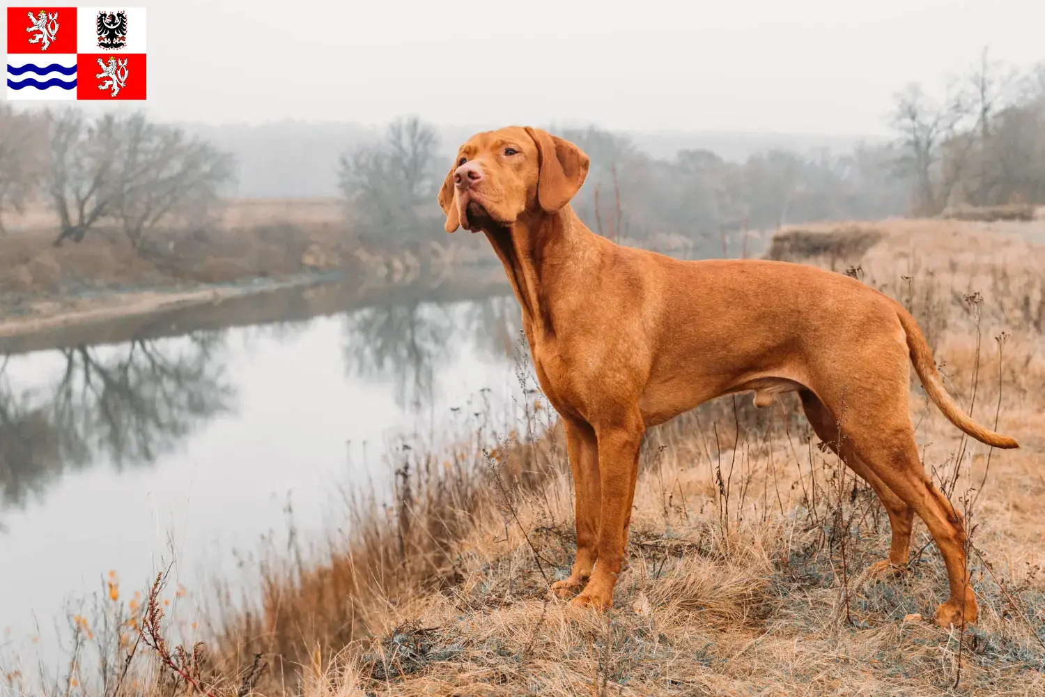 Přečtete si více ze článku Chovatelé magyar vizsla a štěňata ve Středočeském kraji