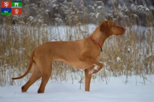 Přečtete si více ze článku Chovatelé magyar vizsla a štěňata v Ústí