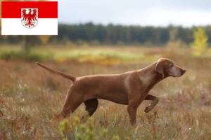 Přečtete si více ze článku Chovatelé magyar vizsla a štěňata v Brandenburgu