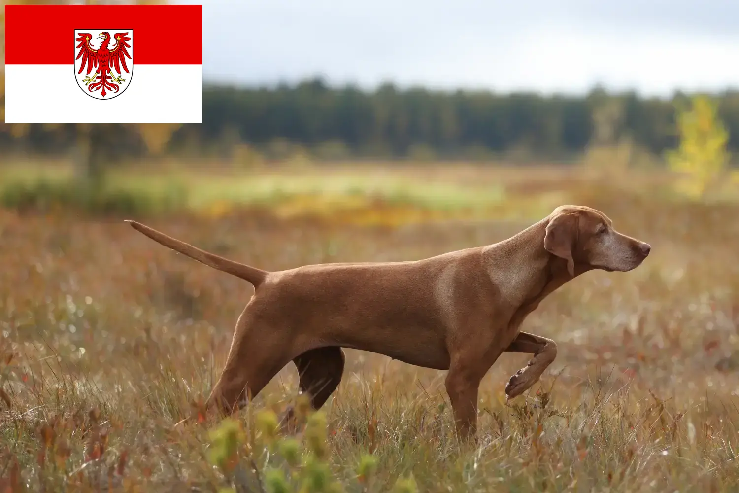 Přečtete si více ze článku Chovatelé magyar vizsla a štěňata v Brandenburgu