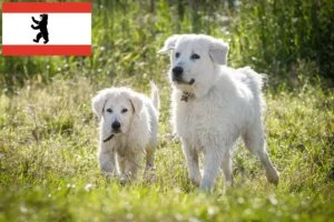 Přečtete si více ze článku Chovatelé a štěňata ovčáckých psů plemene Maremma Abruzzi v Berlíně