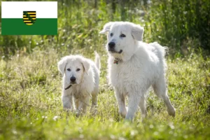 Přečtete si více ze článku Chovatelé a štěňata ovčáckých psů plemene Maremma Abruzzi v Sasku